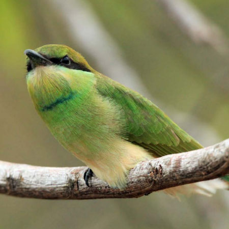 Conservation-of-Biodiversity